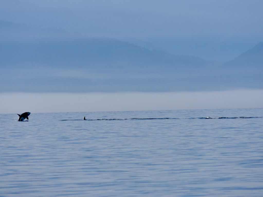 Orca voor de kust